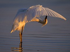 Bending Over Backwards, Snowy Egret